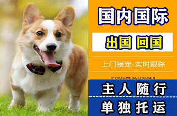 南京宠物托运公司南京宠物托运公司南京宠物托运公司