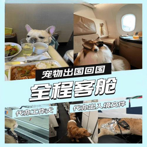 南京宠物托运到白俄罗斯宠物入境规定和要求