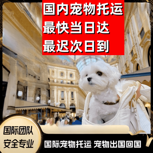 南京到澳大利亚（澳洲）宠物入境规定和要求